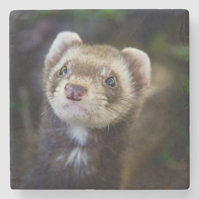 Ferret Stone Coaster (Front)