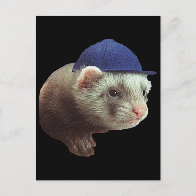 Ferret Wearing Hat Postcard (Front)