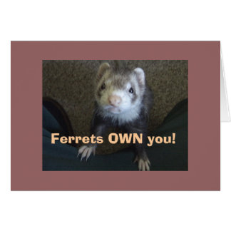 Ferrets Own You!