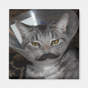 ferris mewler Magnet
