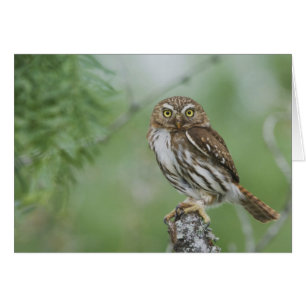 Ferruginous Pygmy-Owl, Glaucidium brasilianum, 3