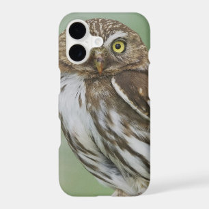 Ferruginous Pygmy-Owl, Glaucidium brasilianum, 3