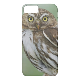 Ferruginous Pygmy-Owl, Glaucidium brasilianum, 3 iPhone 8/7 Case