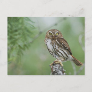 Ferruginous Pygmy-Owl, Glaucidium brasilianum, 3 Postcard