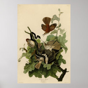 Ferruginous Thrush (Brown Thrasher) Audubon Birds Poster