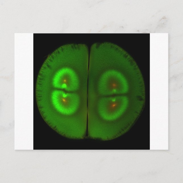 Fertilised frog egg postcard (Front)