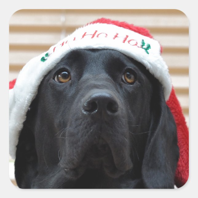 Festive Black Labrador Square Sticker (Front)