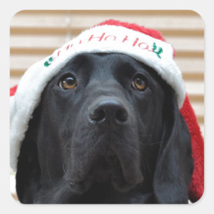 Festive Black Labrador Square Sticker