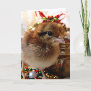 Festive Christmas Chick Holiday Card
