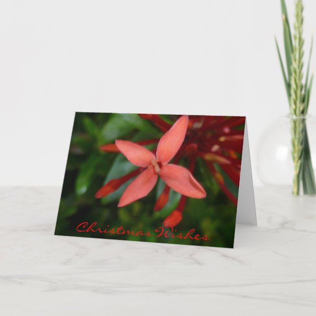 Festive Christmas Ixora Blossom Holiday Card (Front)