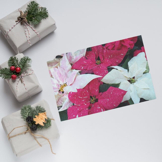 Festive Holiday Poinsettia Plants Floral Tissue Paper (In Situ)