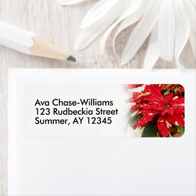 Festive Red White Floral Poinsettias (Insitu)