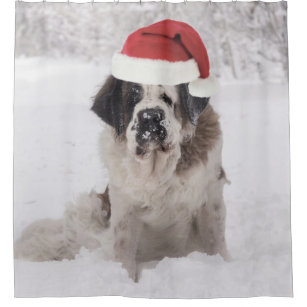 Festive Saint bernard dog with santa hat Shower Curtain