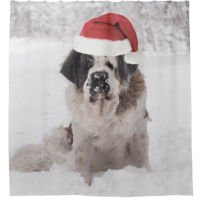 Festive Saint bernard dog with santa hat Shower Curtain (Front)