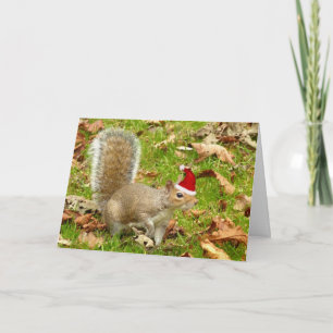 Festive squirrel! holiday card