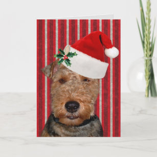 Festive Welsh Terrier Holiday Card