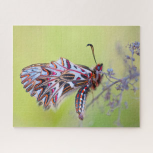 Festoon Butterfly. Jigsaw Puzzle