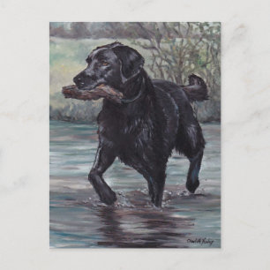 Fetch Black Labrador Retriever Dog Art Postcard