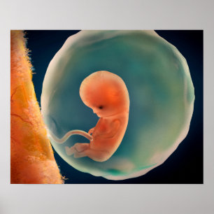 Fetus Development At 9 Weeks Poster