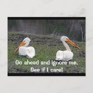 Feuding Pelicans Postcard