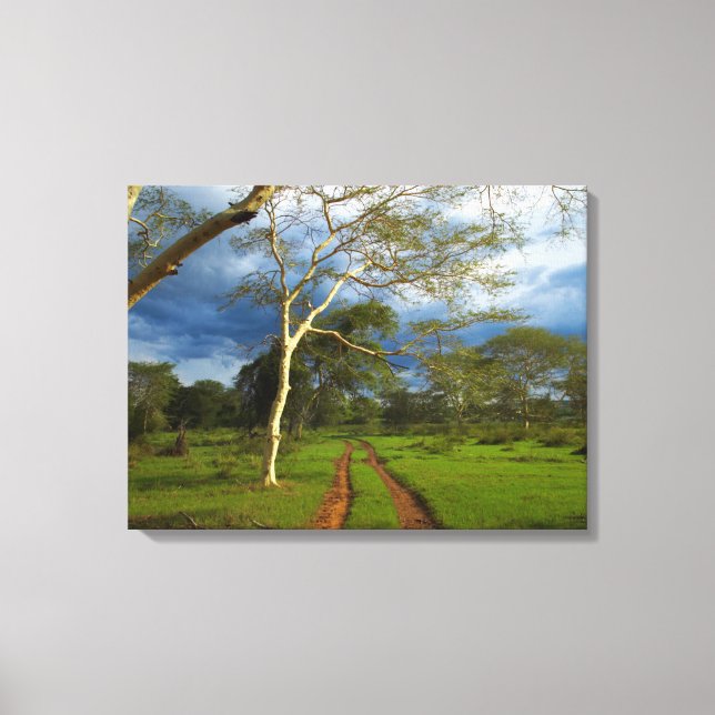 Fever Tree (Acacia Xanthophloea) By Dirt Track Canvas Print (Front)