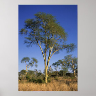 Fever Tree (Acacia Xanthophloea), Punda Maria Poster