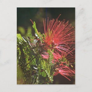 Fibred Red Flowers Postcard