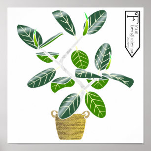 Ficus benghalensis 'Audrey' Fig Tree Poster Print