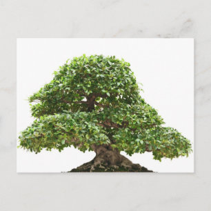Ficus bonsai isolated postcard