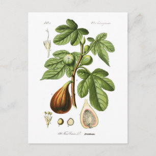 Ficus carica (Fig) Postcard