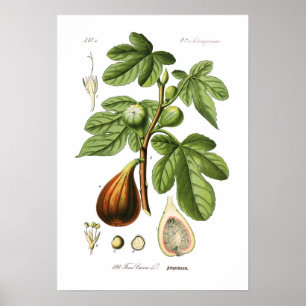 Ficus carica (Fig) Poster
