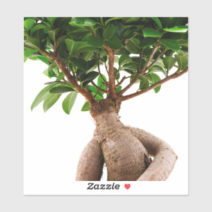 Ficus Ginseng