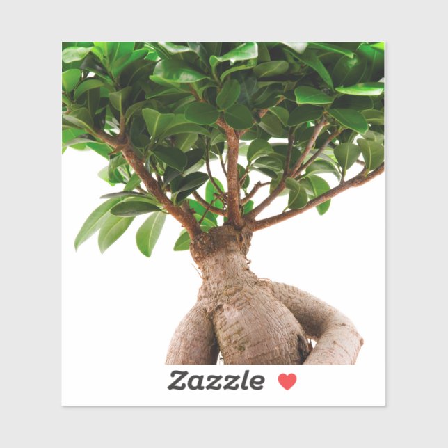 Ficus Ginseng (Sheet)