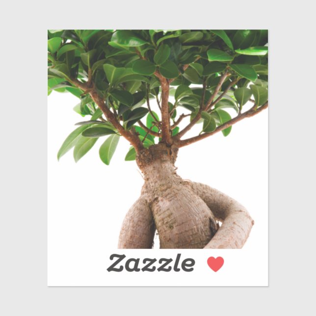 Ficus Ginseng (Sheet)