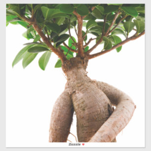 Ficus Ginseng