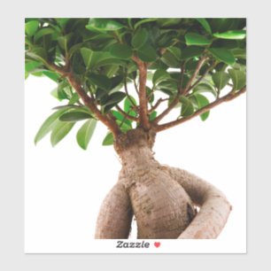 Ficus Ginseng