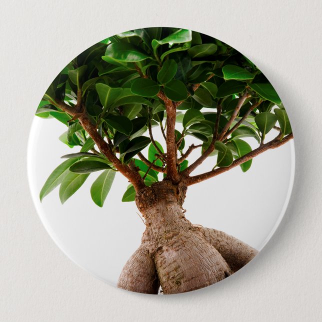 Ficus Ginseng 10 Cm Round Badge (Front)
