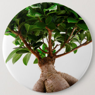 Ficus Ginseng 6 Cm Round Badge