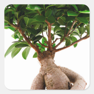 Ficus Ginseng Square Sticker