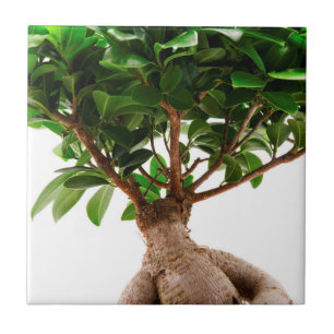 Ficus Ginseng Tile