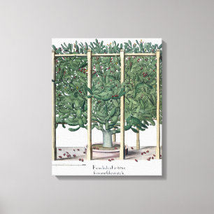 Ficus indica eystettensis, from the 'Hortus Eystet Canvas Print