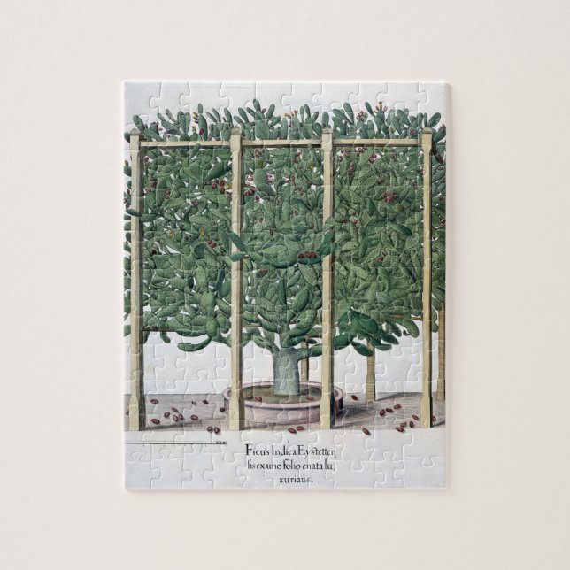 Ficus indica eystettensis, from the 'Hortus Eystet Jigsaw Puzzle (Vertical)