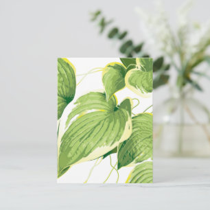 Ficus Plant 2 Postcard