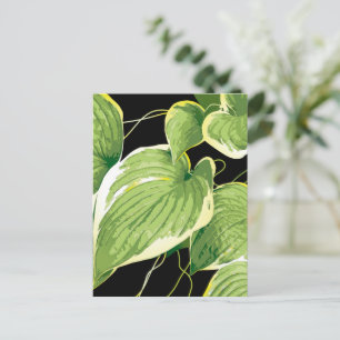 Ficus Plant 3 Holiday Postcard