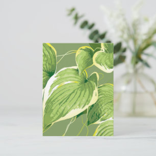 Ficus Plant 5 Holiday Postcard