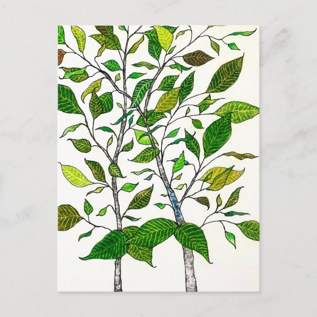 Ficus Plant Color Pencil Tree Drawing  Postcard (Front)