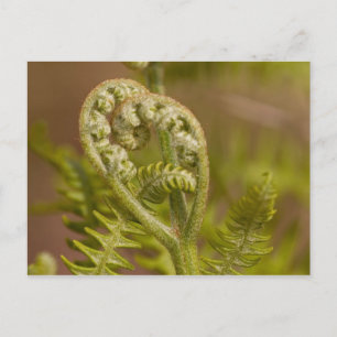 Fiddlehead Fern Heart Photo Postcard