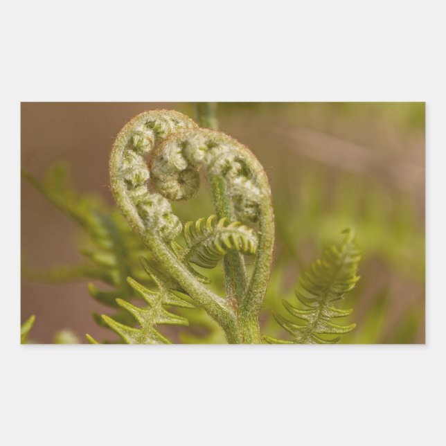 Fiddlehead Fern Heart Photo Rectangular Sticker (Front)