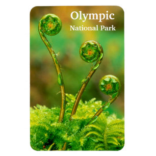 Fiddlehead Fern Olympic Magnet