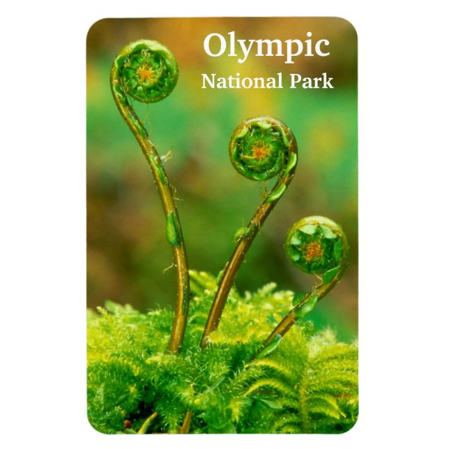 Fiddlehead Fern Olympic Magnet (Vertical)